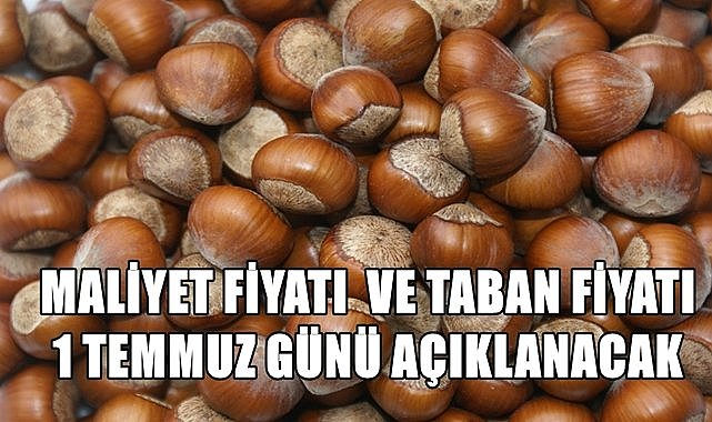 Fındık maliyet  ve taban fiyatı 1 Temmuz günü açıklanacak!