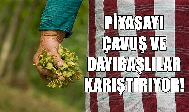 Fındık piyasasını dayıbaşı ve çavuşlar karıştırdı!