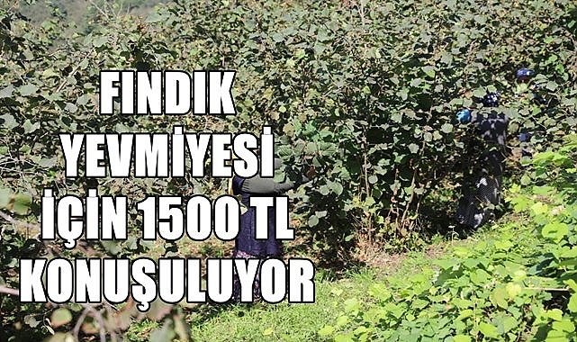 Fındık yevmiye ücreti için 1500 TL konuşuluyor