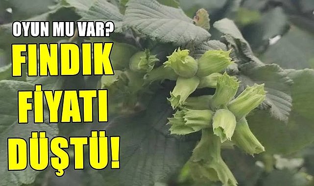 Fındıkta oyun büyük! Fındık fiyatı yine düştü...