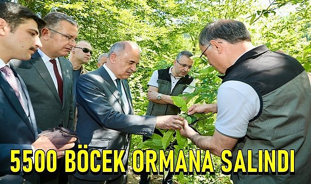 Ordu&#039;da 5500 adet yırtıcı böcek ormana salındı, kestane ormanlarını koruyacak