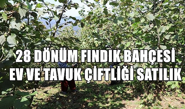 Ordu&#039;da fındık bahçesi ve tavuk çiftliği mahkemeden satılık!