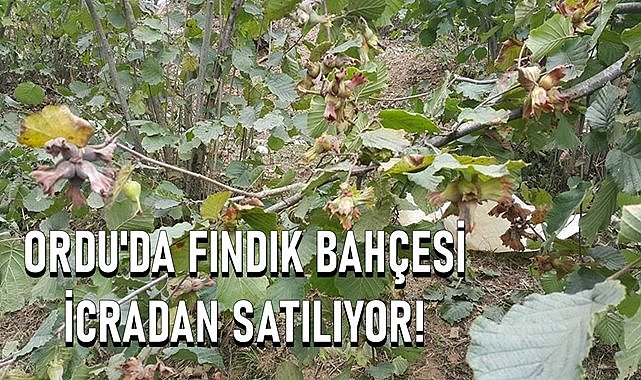 Ordu Fatsa&#039;da fındık bahçesi icradan satışı çıktı!