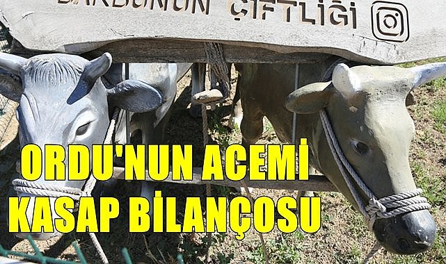 Ordu&#039;nun acemi kasap bilançosu açıklandı