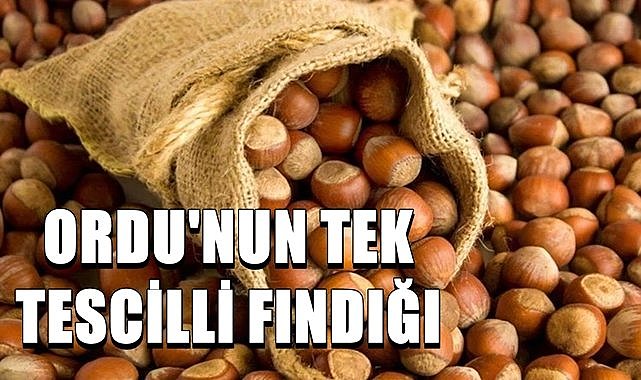 Ordu&#039;nun tek tescilli fındığı; Gürgentepe Çakıldağı neden önemli?