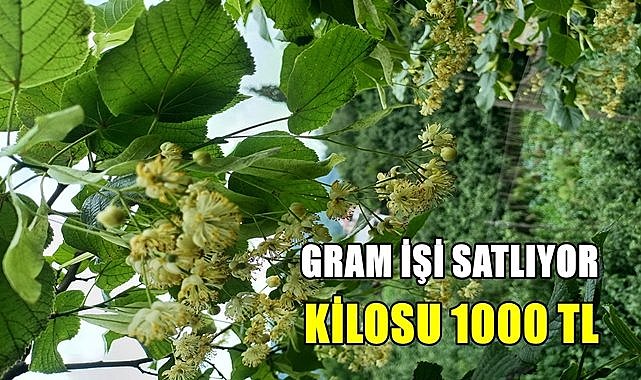 Şifa kaynağı ıhlamurun kilosu pazarda bin TL&#039;ye satılıyor