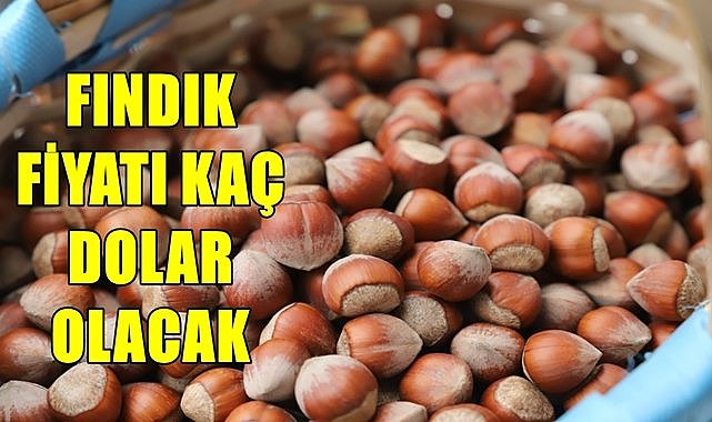 1 kilo fındık kaç dolar olur?