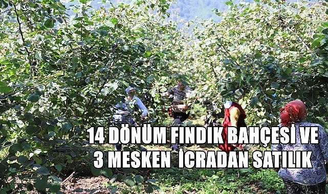 14 dönüm fındık bahçesi ve 3 ev mahkemeden satılacak