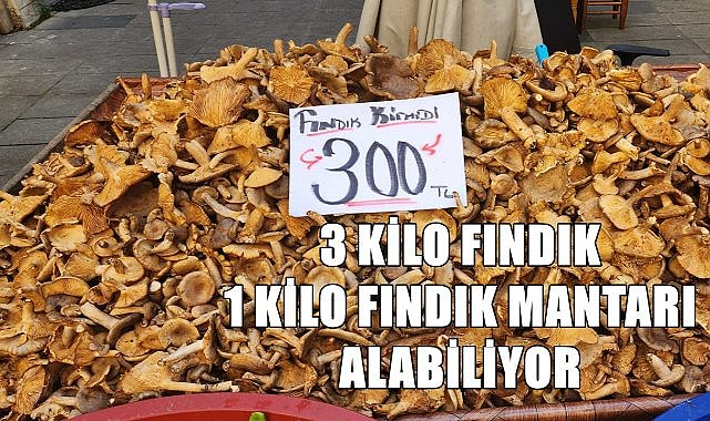 3 kilo fındıkla 1 kilo fındık mantarı alınabiliyor!