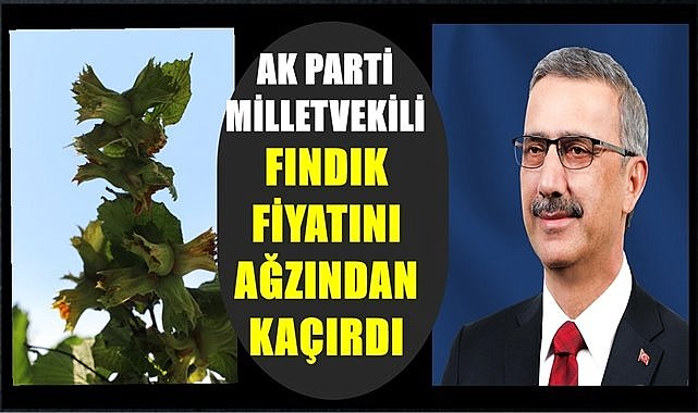 AK Parti Milletvekili açıklanacak fındık fiyatını ağzından kaçırdı!