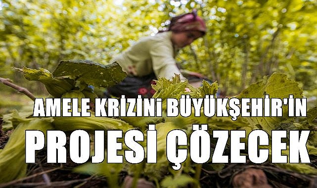 Büyükşehir 311 amele ile fındık toplayacak