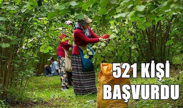 Büyükşehir fındık amelesi arıyor, başvurular devam ediyor