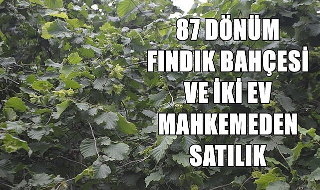 Fatsa &#039;da 5 ayrı parsel 87 dönüm fındık bahçesi ve iki köy evi satılacak