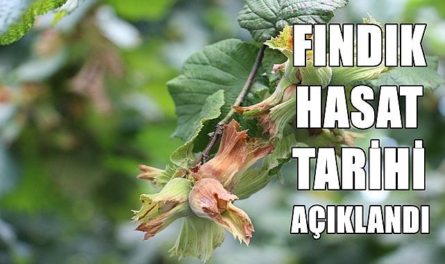 Fındığa erken başlanacak! Ordulu üreticiler 5 Ağustos&#039;ta fındık bahçesine giriyor