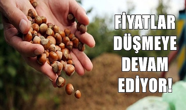 Fındığın ipi çekildi! Fiyatlar sezon öncesi düşmeye devam ediyor...