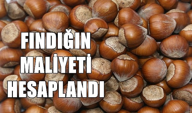 Fındığın maliyeti açıklandı 123.73 TL