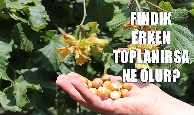 Fındığın olgunlaştığı nasıl anlaşılır, erken toplamanın zararları nelerdir?