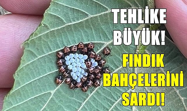Fındık bahçesinde görüldü, Ziraat Odası Başkanı uyardı!