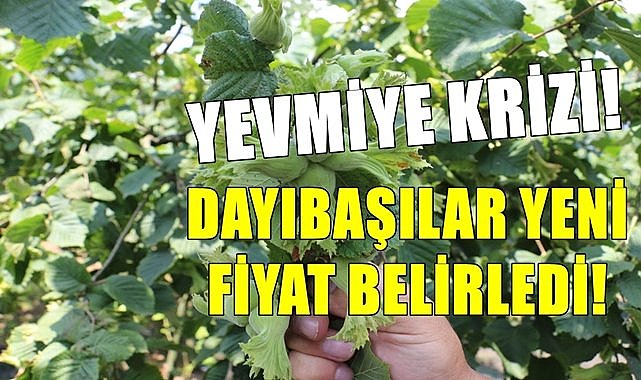 Fındık bahçesinde yevmiye krizi patlak verdi! Dayıbaşılar resti çekti, yeni fiyat belirledi