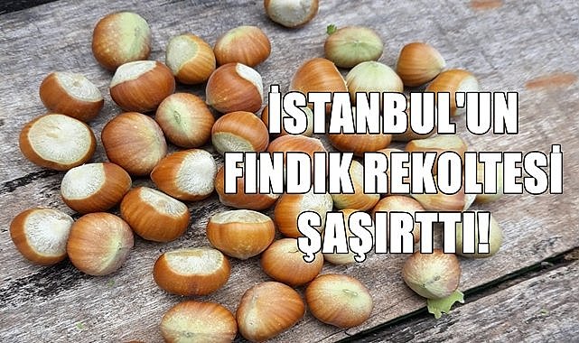 Fındık denince akla Ordu ve Giresun gelirdi, bugün listeye İstanbul bile girdi