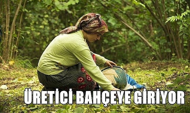 Fındık erken olgunlaştı! Fındık üreticisi bahçeye giriyor..