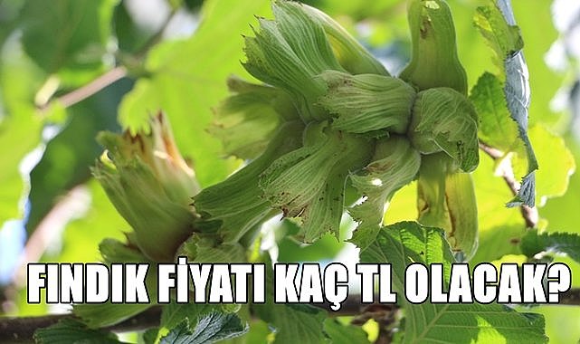 Fındık fiyatı 13.07.2024
