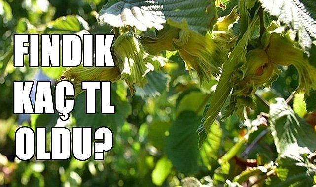 Fındık fiyatı 5 ay öncesine döndü!