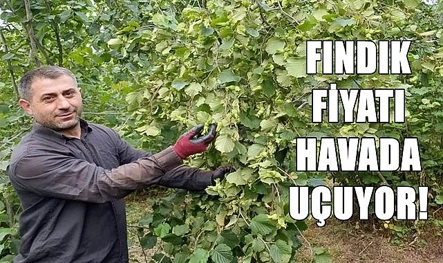 Fındık fiyatı havada uçuyor, 150-180-200 TL
