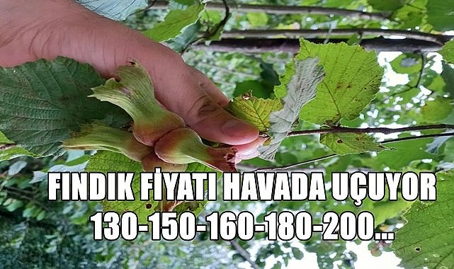 Fındık fiyatı kilitlendi!
