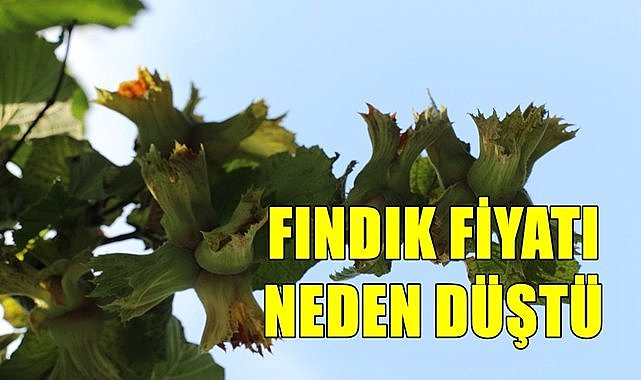 Fındık fiyatı sert düşüş yaşıyor, yeni sezon fiyatı baskı altına mı alınıyor