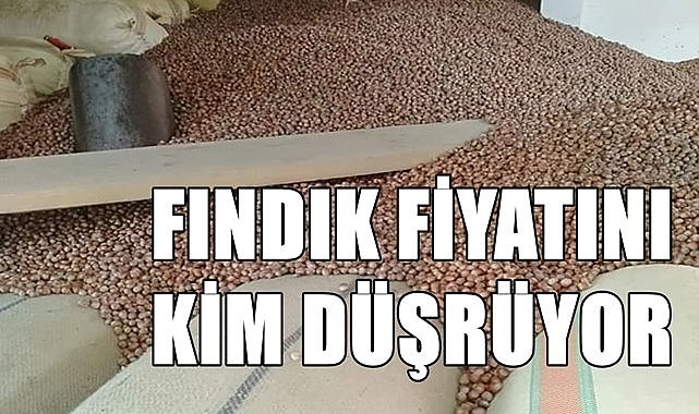 Fındık fiyatı tepetaklak oldu! Fındık fiyatı yine düştü...