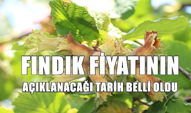 Fındık fiyatı açıklanıyor! Bakan Yumaklı tarih verdi