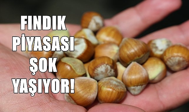 Fındık fiyatları şok yaşıyor!