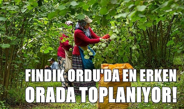 Fındık hasadı Ordu&#039;da en erken orada başlıyor