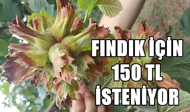 Fındık için 150 TL fiyat istendi