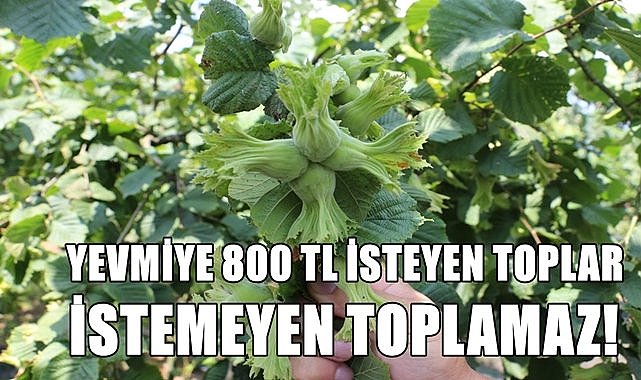 Fındık yevmiyesi 800 TL isteyen toplar, istemeyen toplamaz!