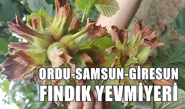 Fındık yevmiyesi en düşük Giresun&#039;da! Ordu, Samsun, Giresun fındık yevmiyeleri