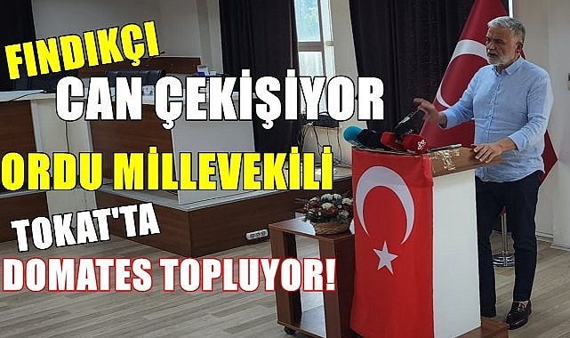 Fındıkçı can çekişiyor, Ordu Milletvekili Tokat&#039;ta domates topluyor!