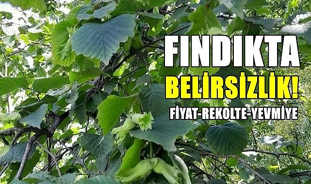Fındıkta belirsizlik! Fiyat, rekolte, yevmiye ne kadar olacak?