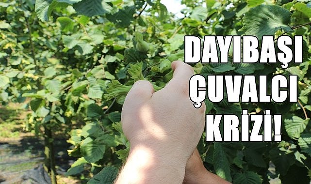 Fındıkta dayıbaşı ve çuvalcı krizi! Dayıbaşı ve çuvalcılar çift yevmiye istiyor