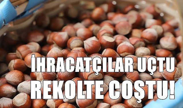 İhracatçılar uçtu! Fındık rekoltesi coştu, yeni rekolte 800 bin aştı