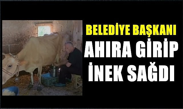 Ordu&#039;da ahırda inek sağan belediye başkanı sosyal medyada viral oldu