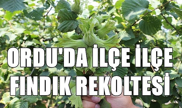 Ordu&#039;da en çok fındık O ilçede yetişiyor, ilçe ilçe fındık rekoltesi!