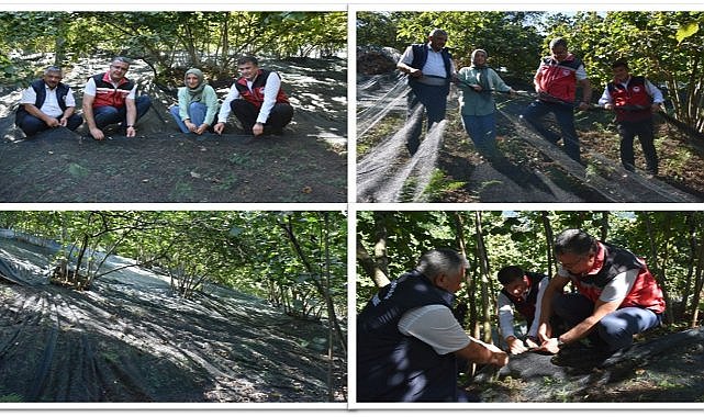 Ordu'da file ile fındık hasadı yaygınlaşıyor