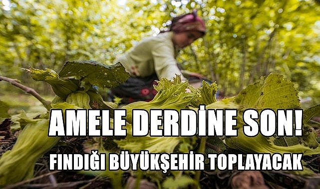 Ordu&#039;da fındığı Büyükşehir toplayacak! Amele derdine son...