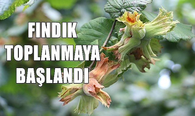 Ordu&#039;da sezonun ilk fındığı toplanmaya başlandı