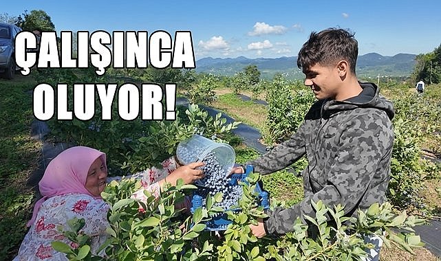 Ordu&#039;nun 10 ilçesinde yetişiyor, şifa kaynağı bitkinin kilosu 350 TL