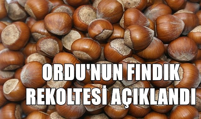 Ordu&#039;nun fındık rekoltesi açıklandı, geçen yıla göre artış var!