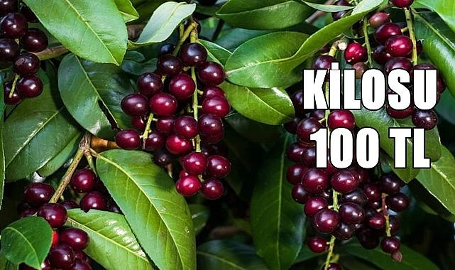 Tescili Taflanın Kilosu Ordu&#039;da 100 TL&#039;den satılıyor!