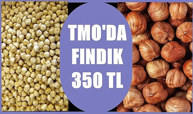 TMO&#039;da fındık fiyatı 350 TL